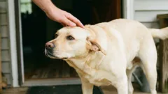 So streichelt man einen Hund richtig: 5 Bereiche, die man zunächst meiden sollte